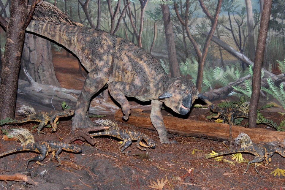 Chordata ceratopsian dinosaur extinct