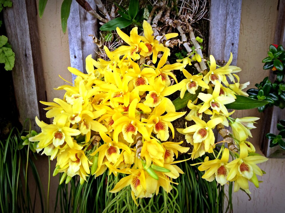 Orchid flower garden