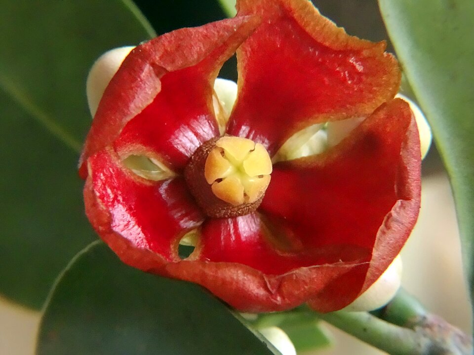 Flower red flower plant