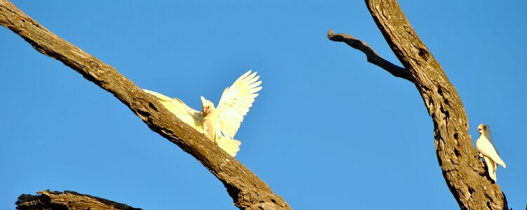 Animal flying tree