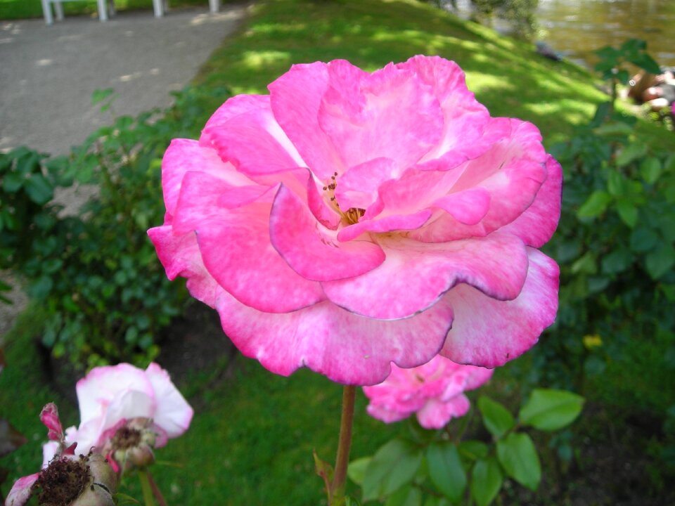 Roses handel baden baden