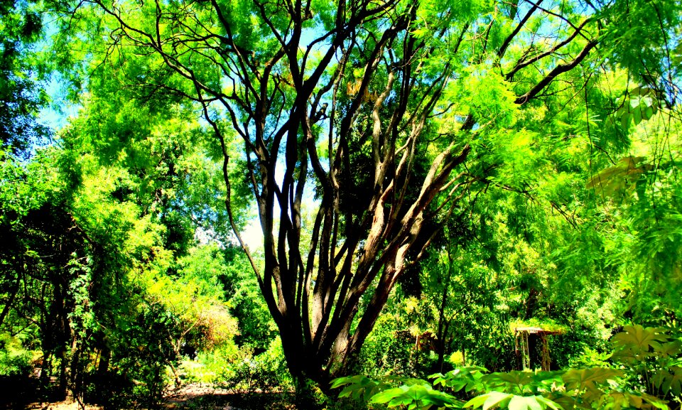 Plant park environment