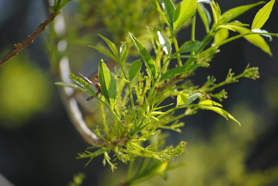 Nature white decoration