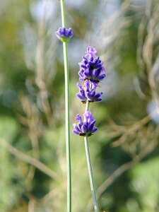Plant natural purple photo