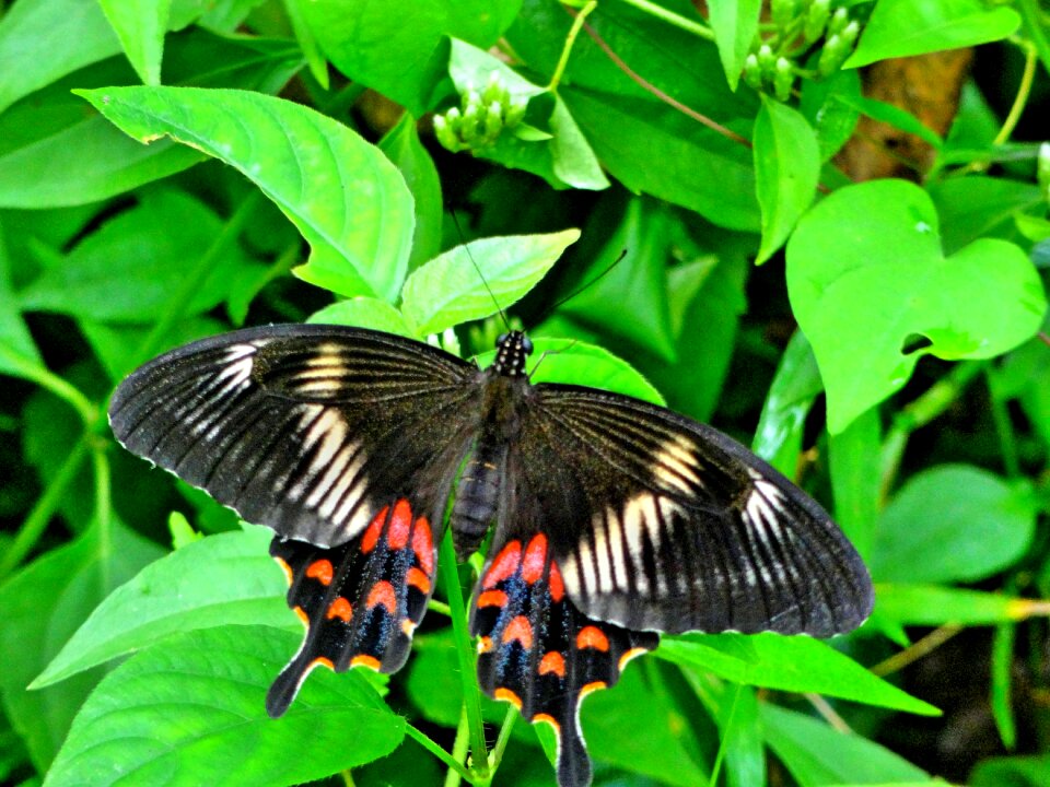 Nature animal wildlife