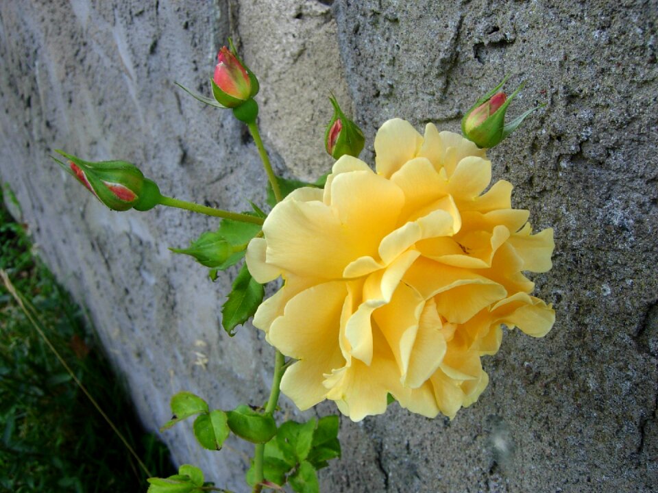Ros yellow stone wall