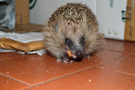 A mess eating animal photo