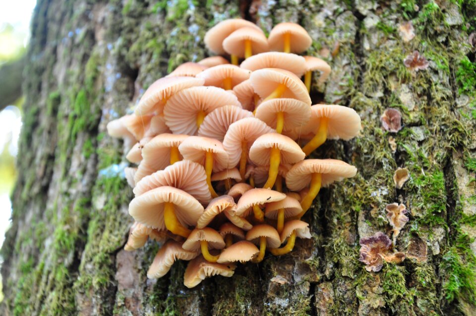 Mushroom forest nature