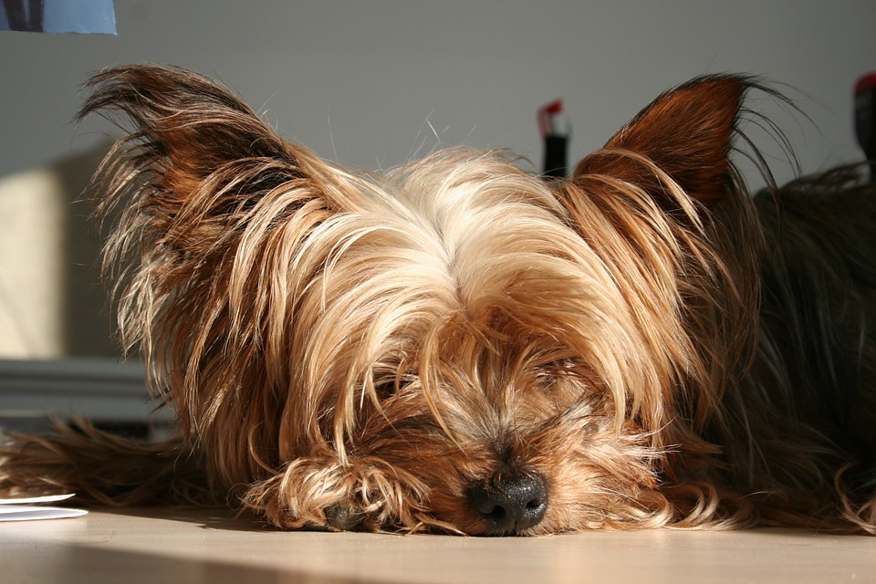 Yorkshire animals sleep