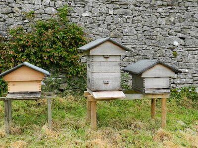 Beekeeping bee