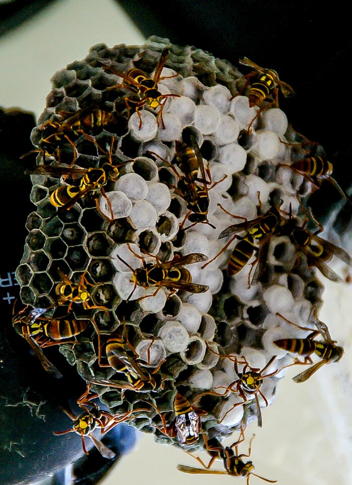 Honeycomb pattern wild