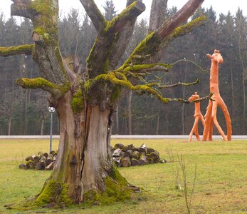 Giraffe wood sculpture art