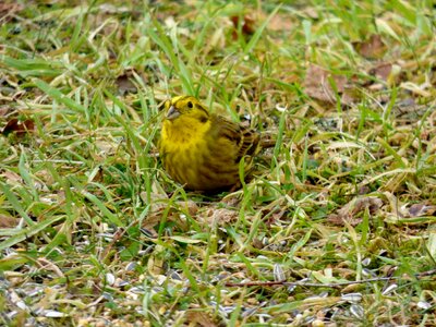 Yellow garden nature photo