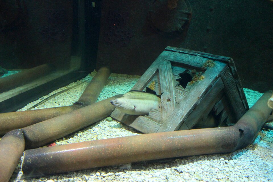 Aquarium aquatic nature
