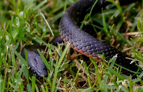 Black red australia