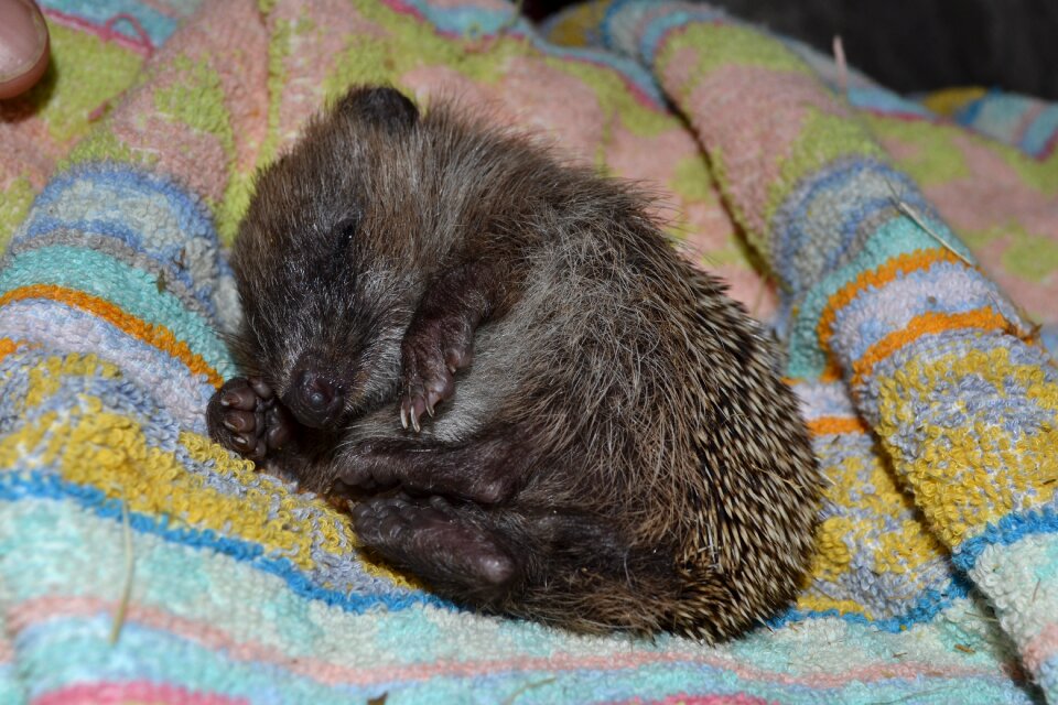 Sleepy needles feet