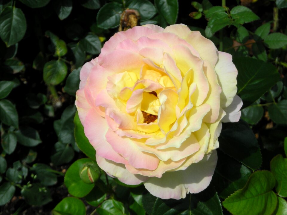 Roses glory day patron system