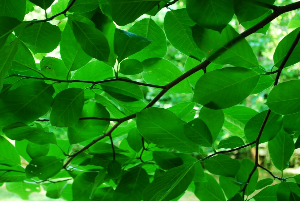 Leaf summer freshness