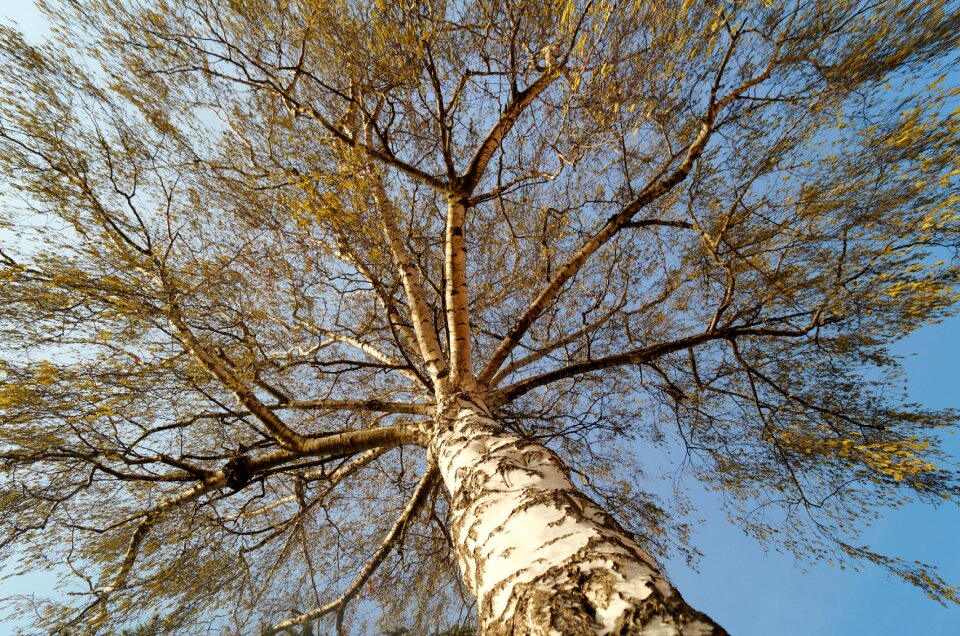 Crown tree of heaven branches