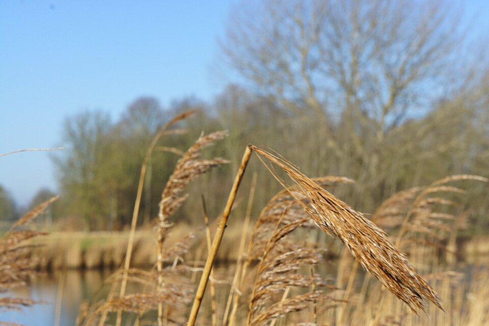 Reed branches water