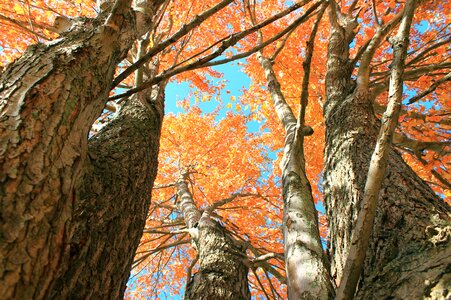 Blaze fall tree