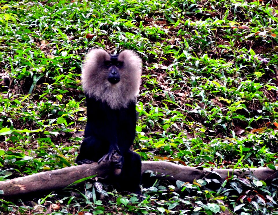 Forest wild life