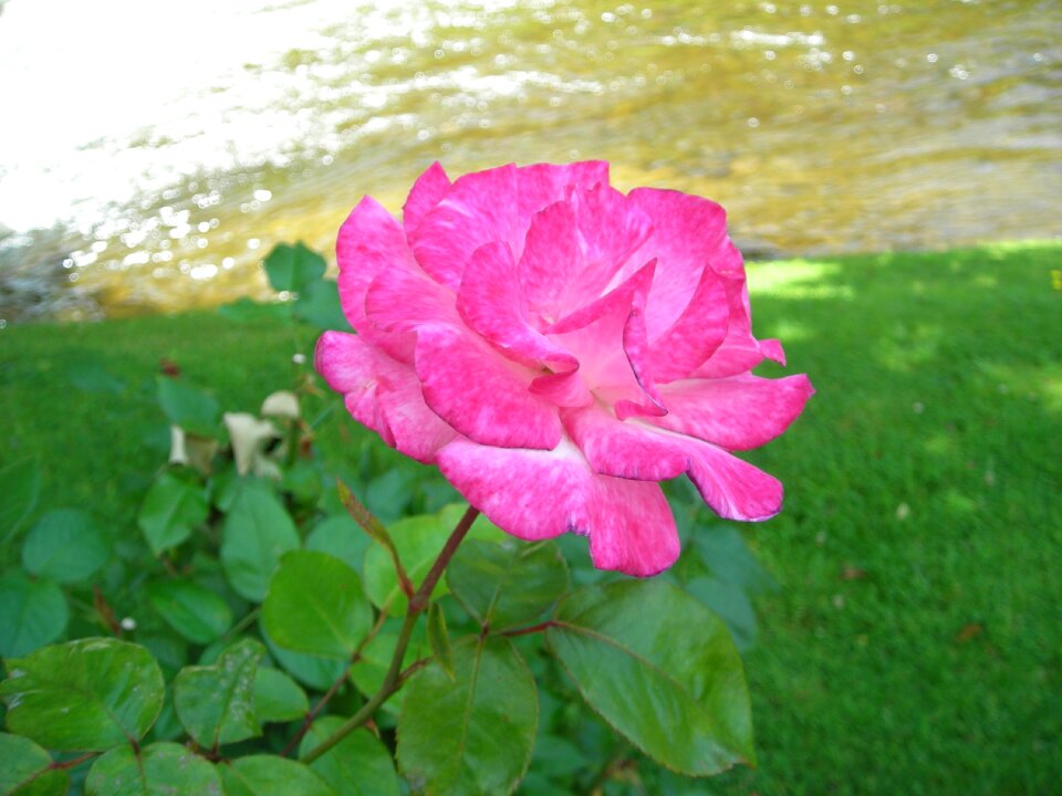 Roses handel patron system
