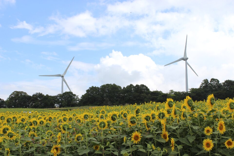Sunflower wind turbine summer