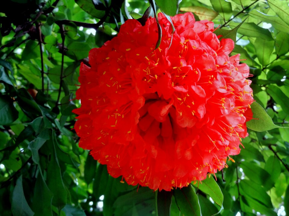 Flower nature summer