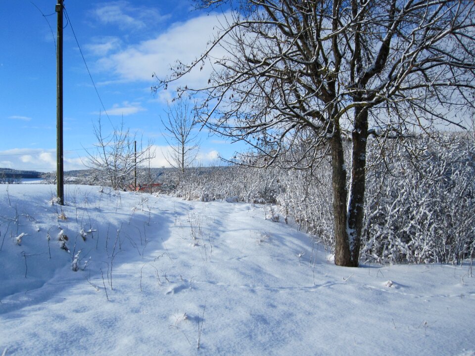 Winter snow tree