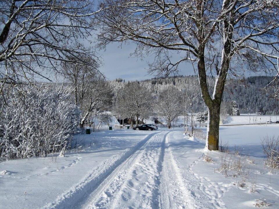 Snow tree away