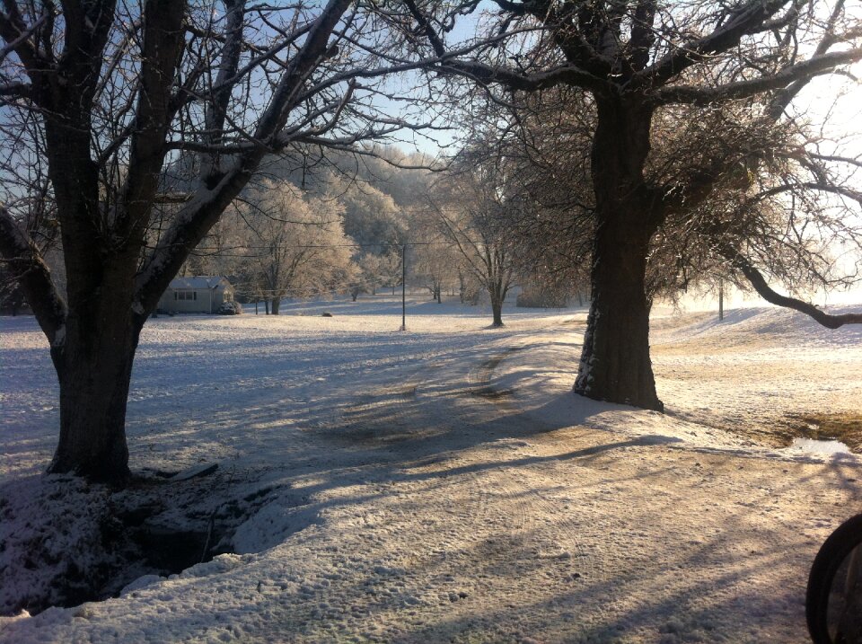 Landscape morning trees