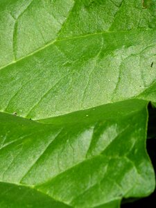 Plant natural rhubarb