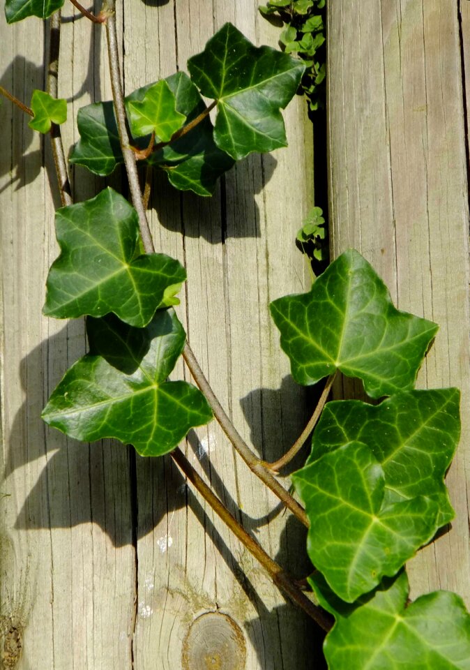 Plant climbing plant natural
