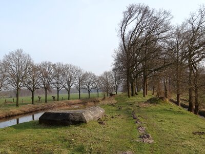 Water trees view photo