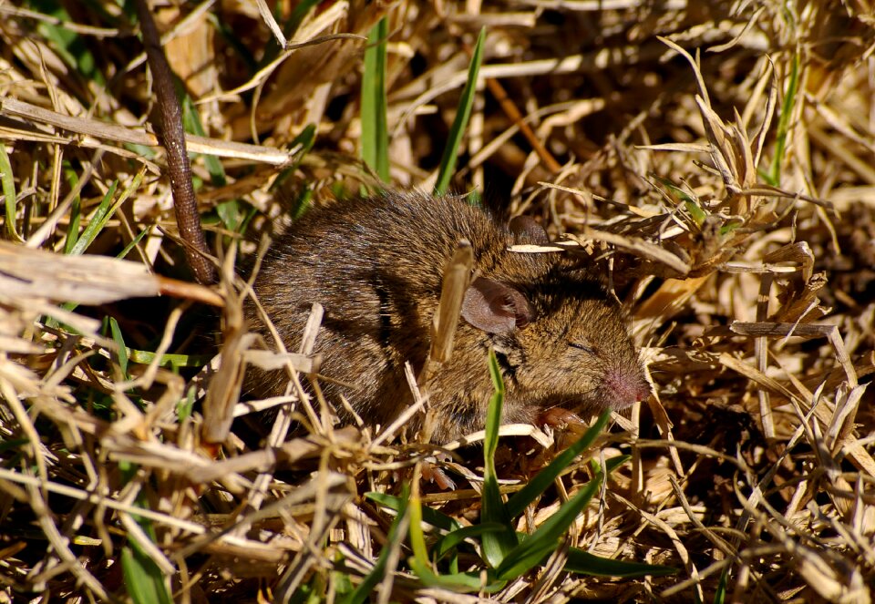 Wildlife rodent mammal