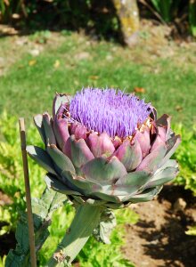 Flower artichoke garden