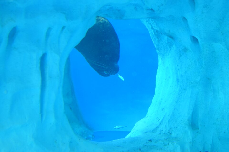 Animal nature blue