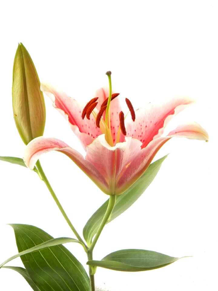 Flower natural plant