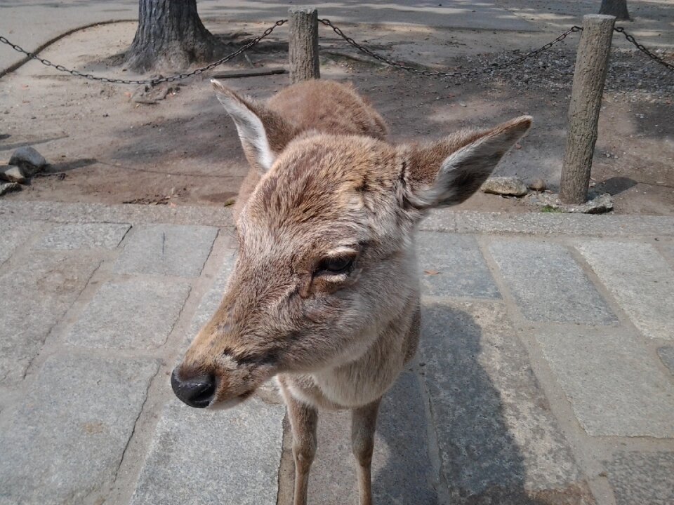 Deer animal grey