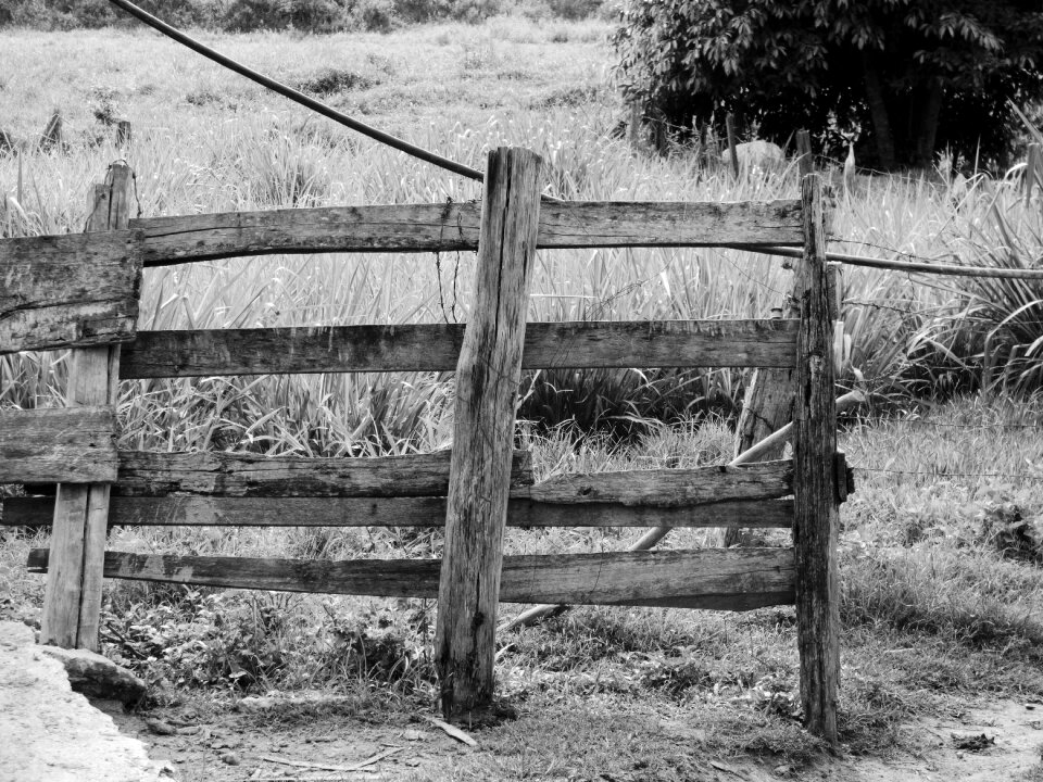 Roça farm nature