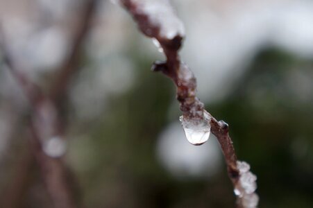 Drop of water winter branch photo