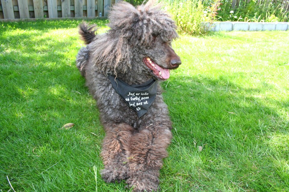 Standard poodle dog pets