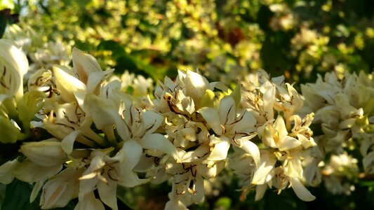 Farm flowers nature