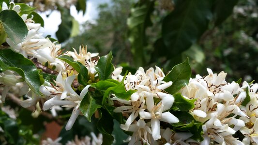 Flowering of coffee coffee flowers of the field