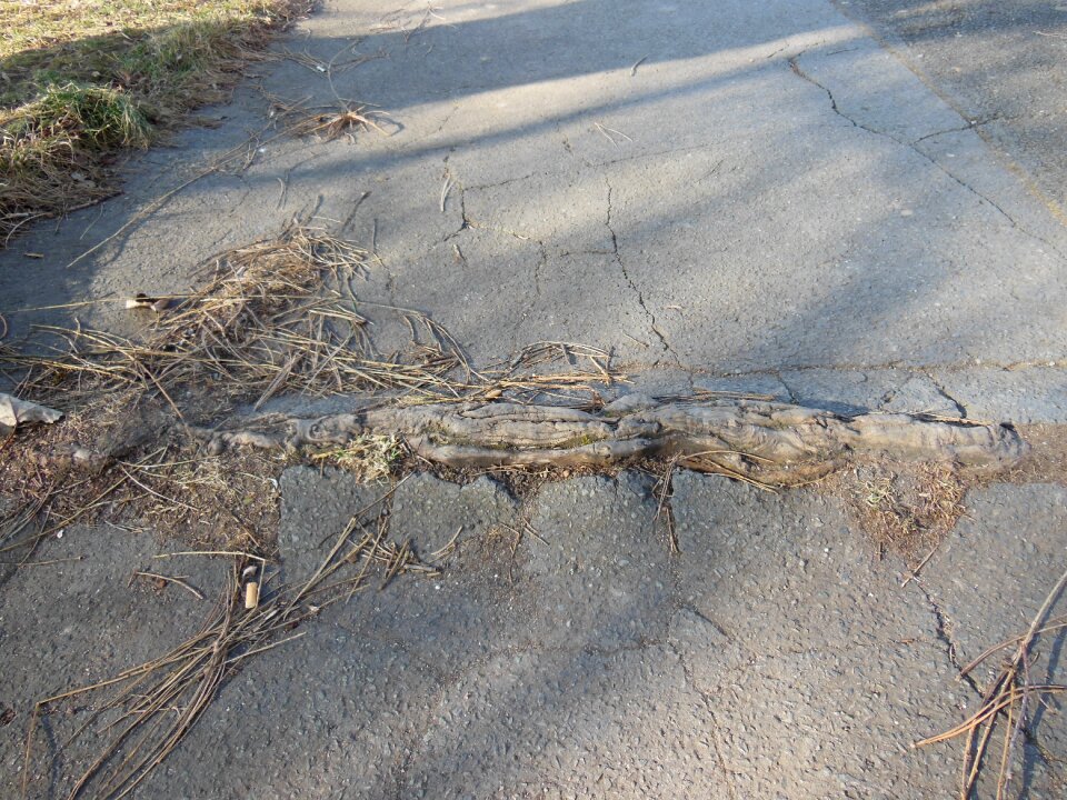 Root road force of nature