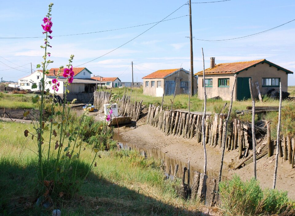 Hollyhocks low tide boat