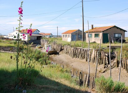 Hollyhocks low tide boat