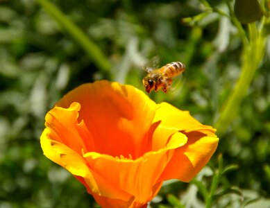 Bloom poppy flying