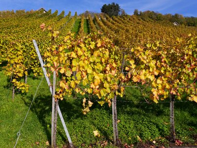 Vines golden october bright